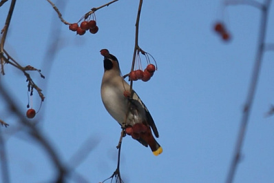 Эксперт Иван Павлов рассказал, какие виды птиц мигрируют в Самарскую область в период холодов
