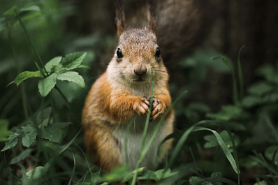 Сибиряки бьют тревогу: живодер расставил ловушки для белок в местном парке