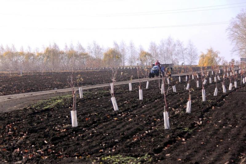 В Самарской области заложили более 120 гектаров новых садов