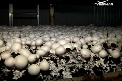 В Самарской области откроют крупнейшее предприятие по выращиванию шампиньонов
