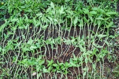 У жителя Самарской области обнаружили 138 кустов конопли