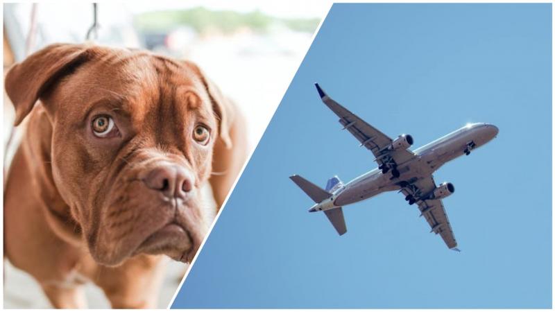 Улетала живая, приземлилась мертвая: на борту самолёта в Москву в багажном отсеке погибла собака