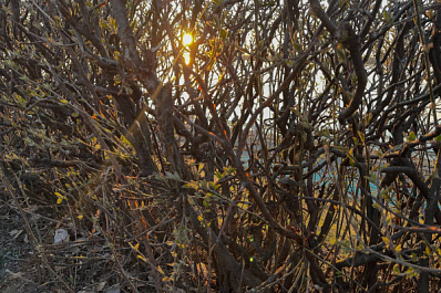 Второй самый жаркий в истории: синоптики рассказали о погодных аномалиях марта в Самарской области