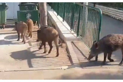 В Самаре кабаны терроризируют жителей города