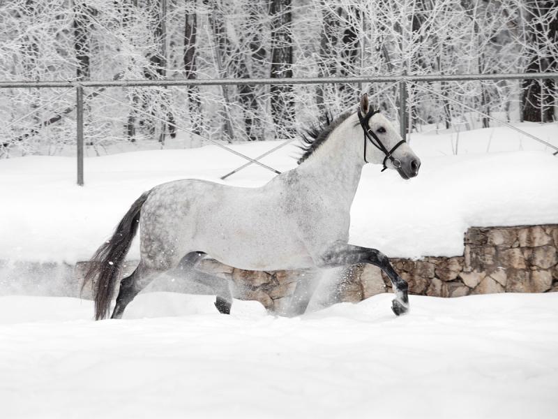 Лошади хитрят, как дети: девушка из Самары рассказала, почему решила стать конным фотографом
