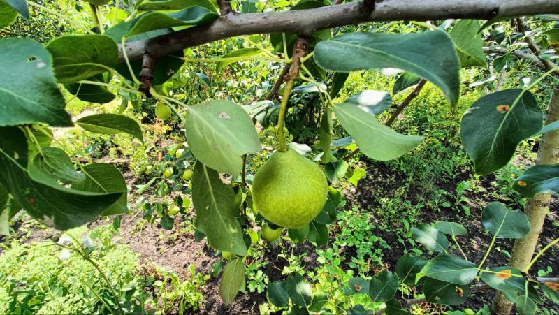 Эксперт назвал три причины, из-за которых можно лишиться дачного участка