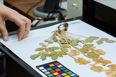 Коллекция флоры Волго-Уральского региона включена в глобальную базу знаний о жизни на Земле