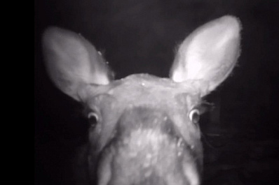 Видео: в Жигулевском заповеднике фотоловушка запечатлела тайны ночной жизни лосиной семьи