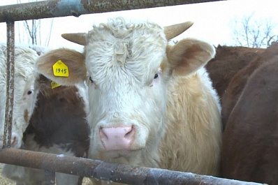 Год Быка: знакомимся с символом 2021-го в сельской глубинке Самарской области