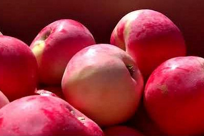 В Сызранском районе собирают богатый урожай яблок