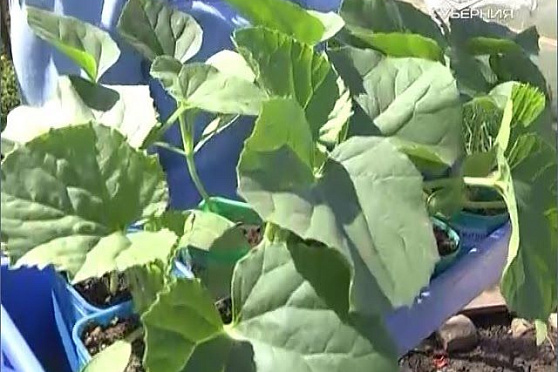 Дачные советы 12.05.2016