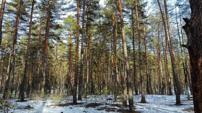 Активные поиски семьи Усольцевых продолжатся ближе к лету