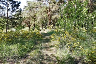 В бюджете Автограда учли расходы на тольяттинский лес
