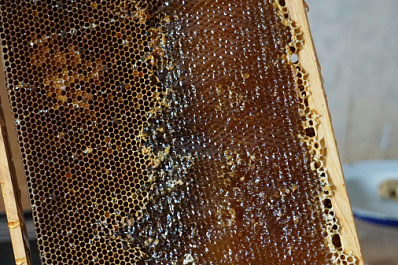 Эксперты рассказали, как отличить настоящий мед от подделки