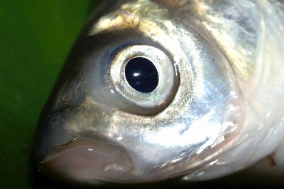 Рыбак из Сызрани поймал огромного судака