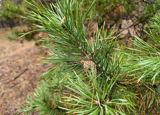 Название статьи