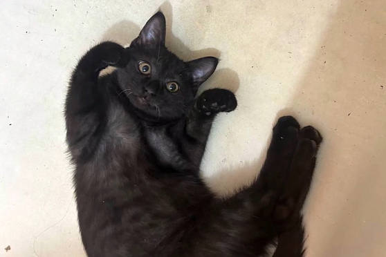 День черной кошки. Такое утро