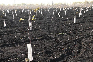 В Сергиевском районе тестируют новые сорта яблонь самарской селекции