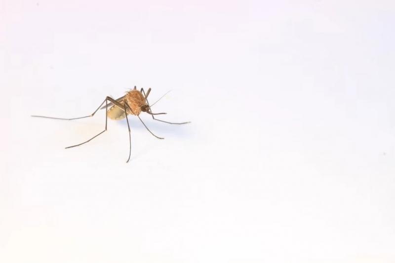 Советы аллерголога: как выбрать репелленты и что делать, если комар уже укусил