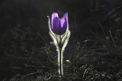 Иллюзия весны: жителей губернии ждет очередное похолодание