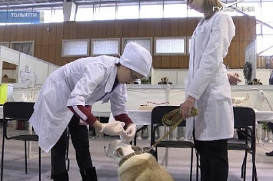 Тольяттинские ветеринары на региональном этапе WorldSkills показали свои навыки