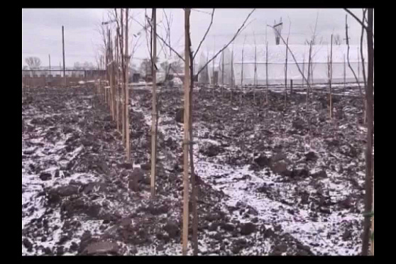 Дачные советы 29.11.2012