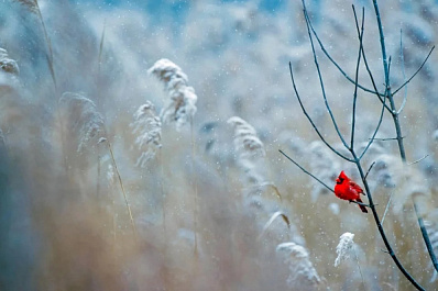 Февраль порадует зимней погодой жителей Самарской области