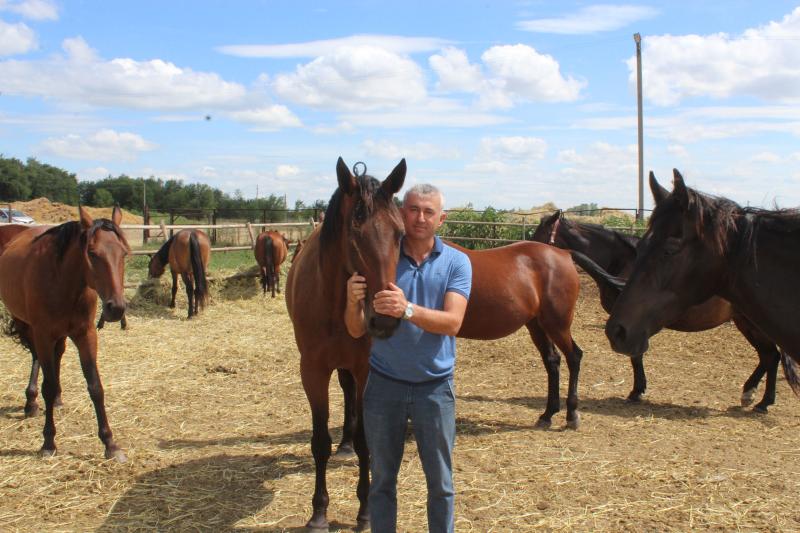 Поле с конем: как в Самарской области выращивают пшеницу и разводят лошадей