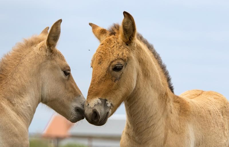 Самарцам предлагают выбрать имена для жеребят лошадей Пржевальского