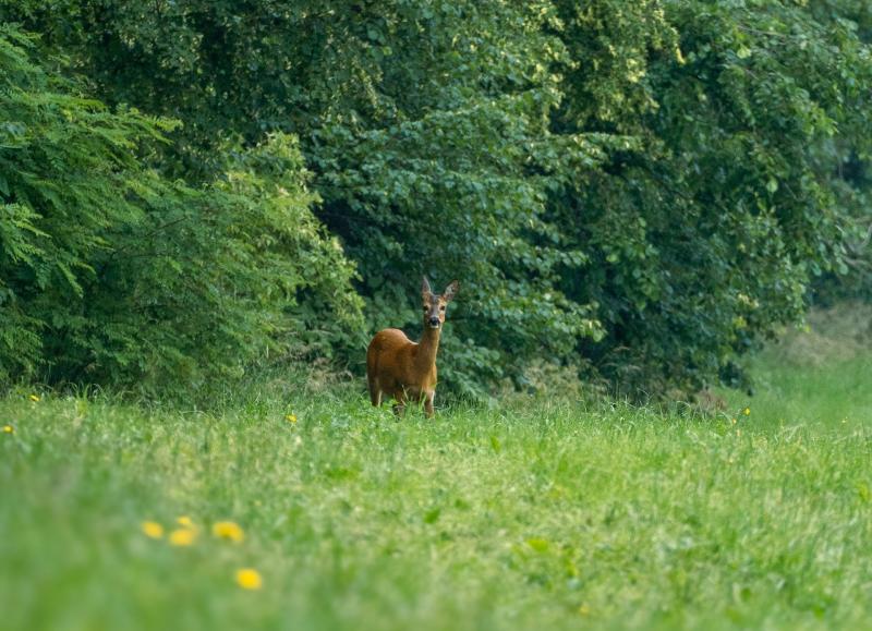 Потерявшийся новорожденный лосенок вышел на улицу к людям