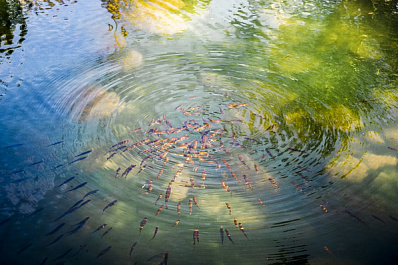 В Обь выпустят 800 тысяч мальков краснокнижного осетра