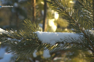 Самарцам рекомендуют покупать новогодние елки только в официальных торговых точках