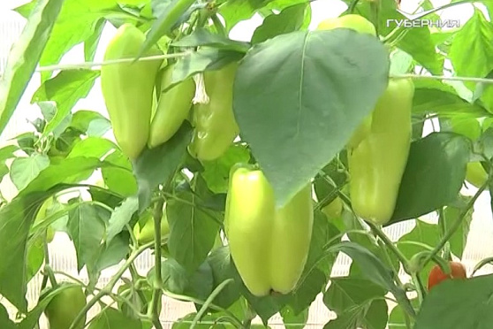 Урожай тепличных перцев. Дачные советы