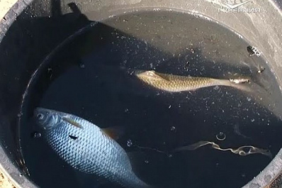 Соревнования по ловле хищной рыбы состоялись на реке Самаре