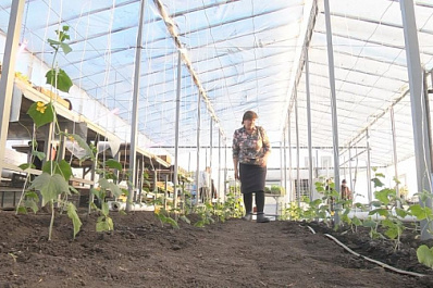 В Камышлинском районе открылась автоматизированная теплица