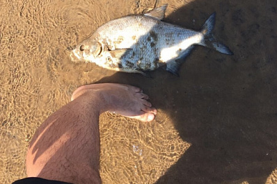 В Самарской области рыба продолжает выбираться на сушу