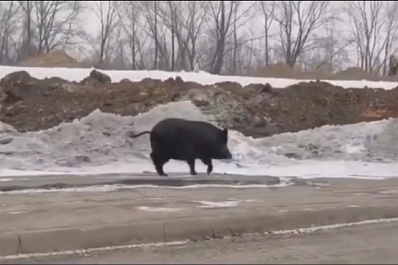 В Самаре по улице Шоссейной бегает дикий кабан