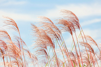 В Самарской области объявили желтый уровень опасности из-за ветра