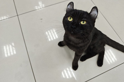 В Самаре состоялся благотворительный фестиваль "Друг человека"