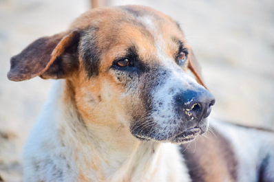 В Самаре на отлов и содержание бездомных собак потратят 22 млн рублей