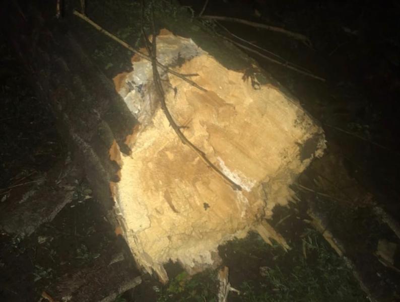 В Самаре на Физкультурной дерево придавило две машины