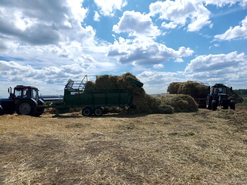 Поле с конем: как в Самарской области выращивают пшеницу и разводят лошадей