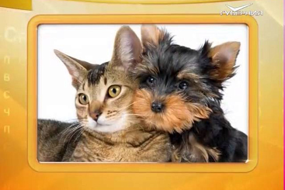 Календарь губернии 30.11.2015 