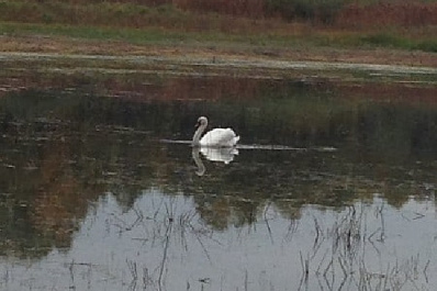 Жители Самарской области призывают спасти одинокого лебедя в обмелевшем озере