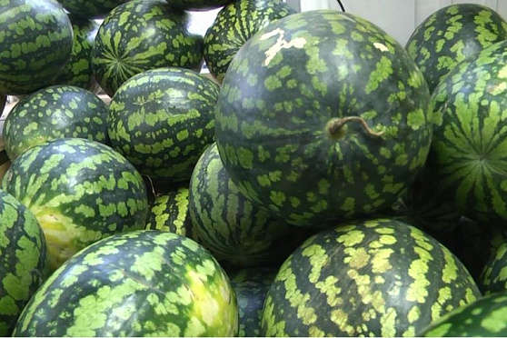 Как выбрать арбуз. Сохраняйте чек