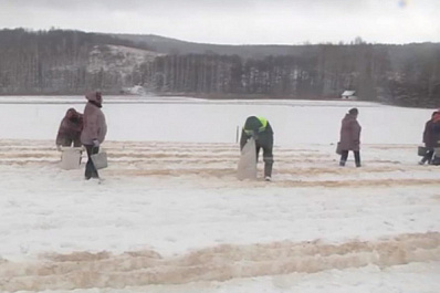 В Сергиевском районе начался посев березы повислой
