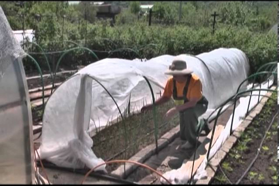 Дачные советы 30.05.2013 