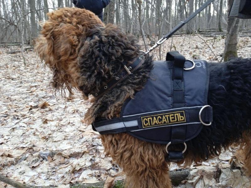 В Самарской области пропавших людей вместе с добровольцами ищут специально обученные собаки