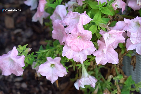 Осенние композиции. Дачные сезоны