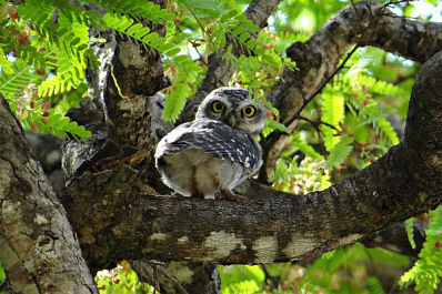 В Сызрани горожанка спасла от смерти совенка